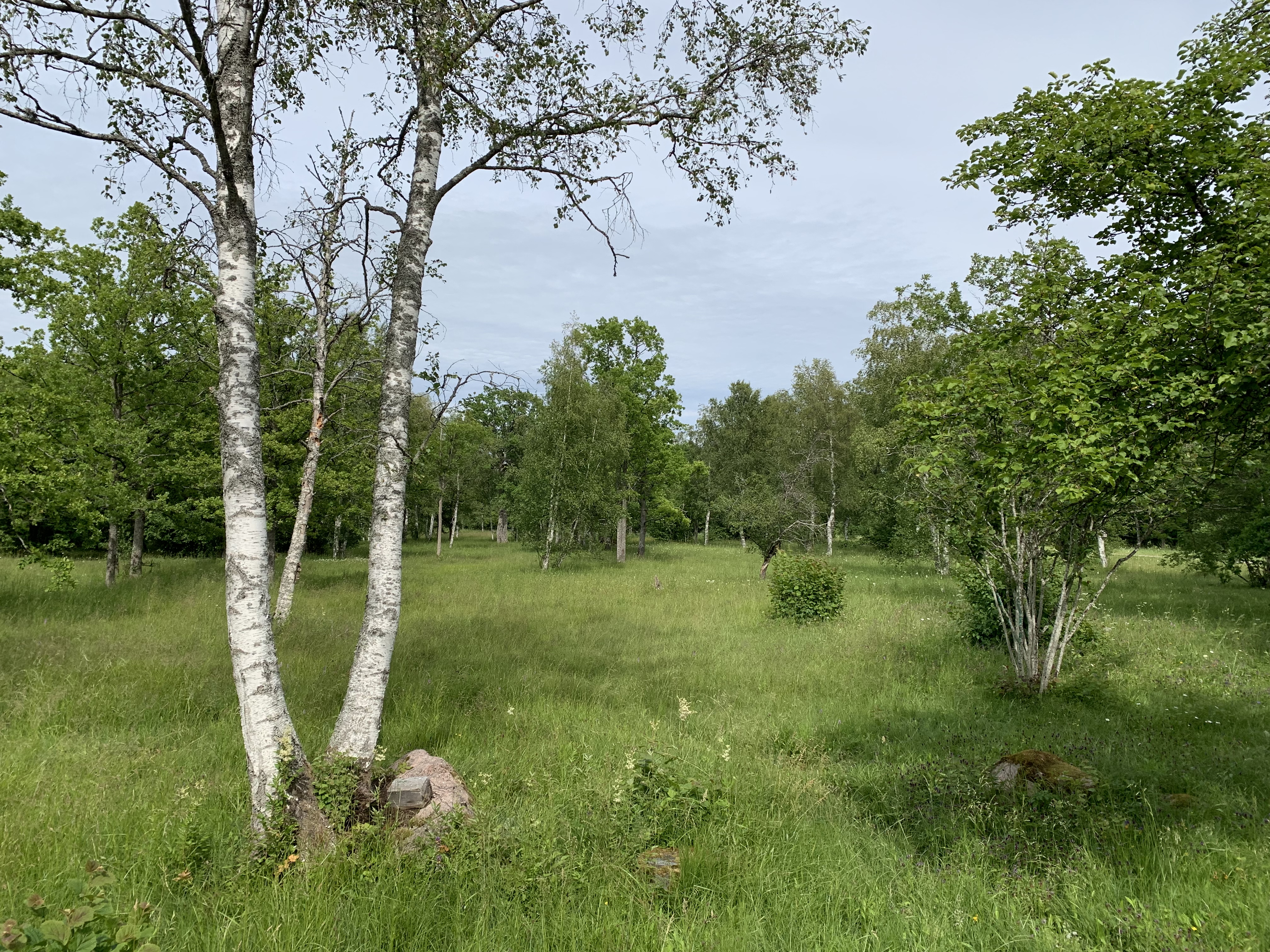 Laelatu puisniit