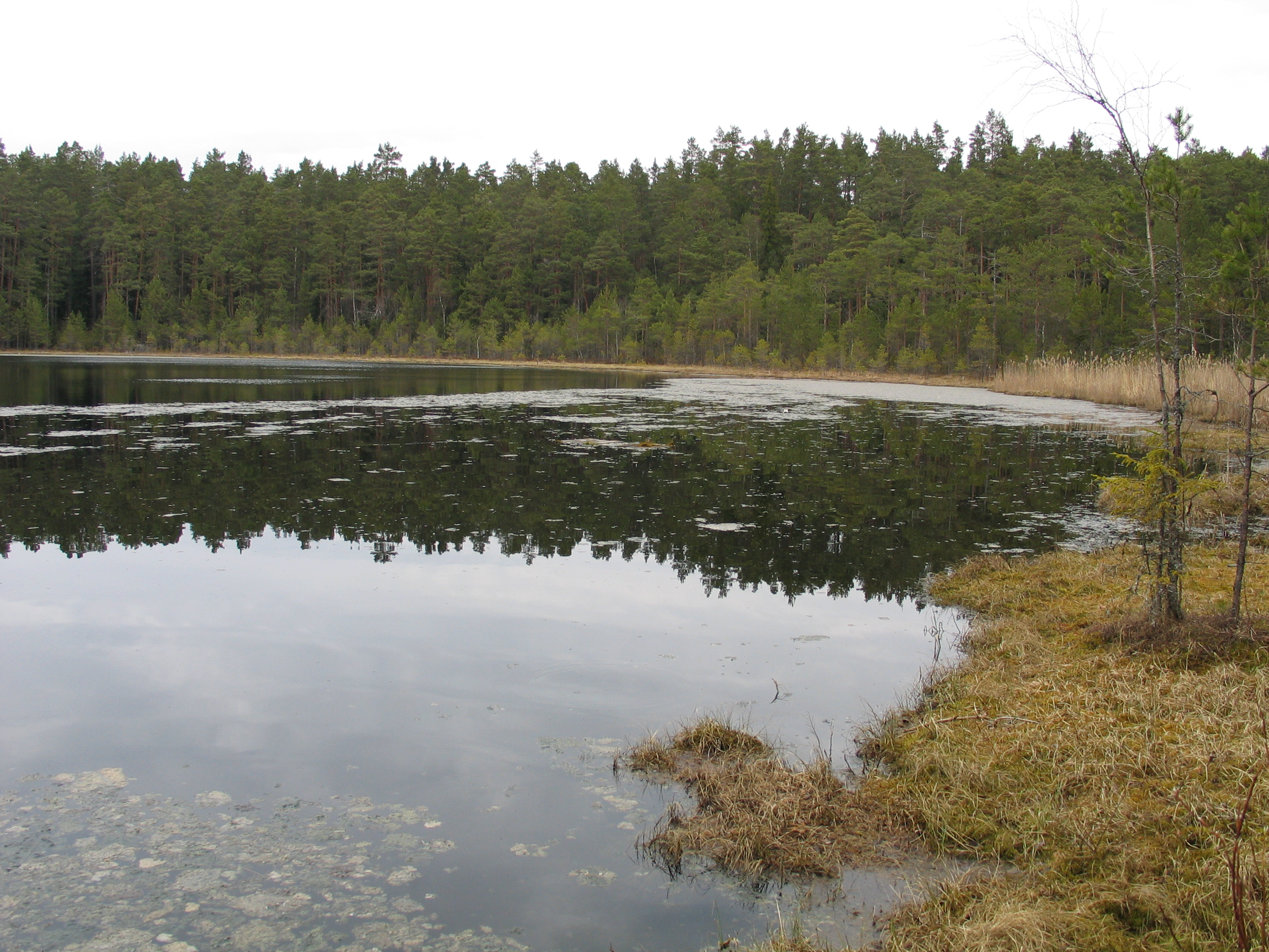 Natural dystrophic bog lake 