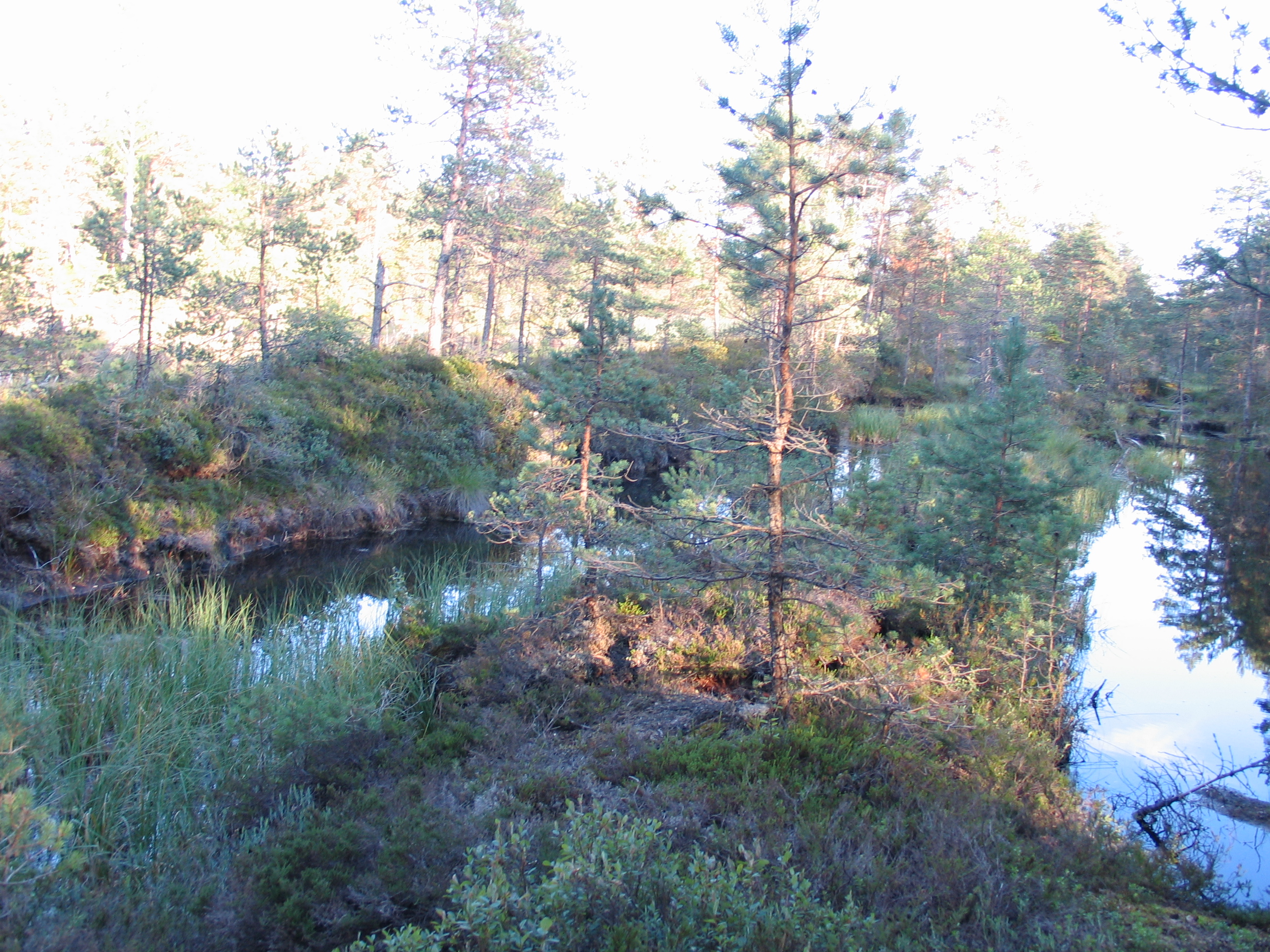 Kuivendatud raba