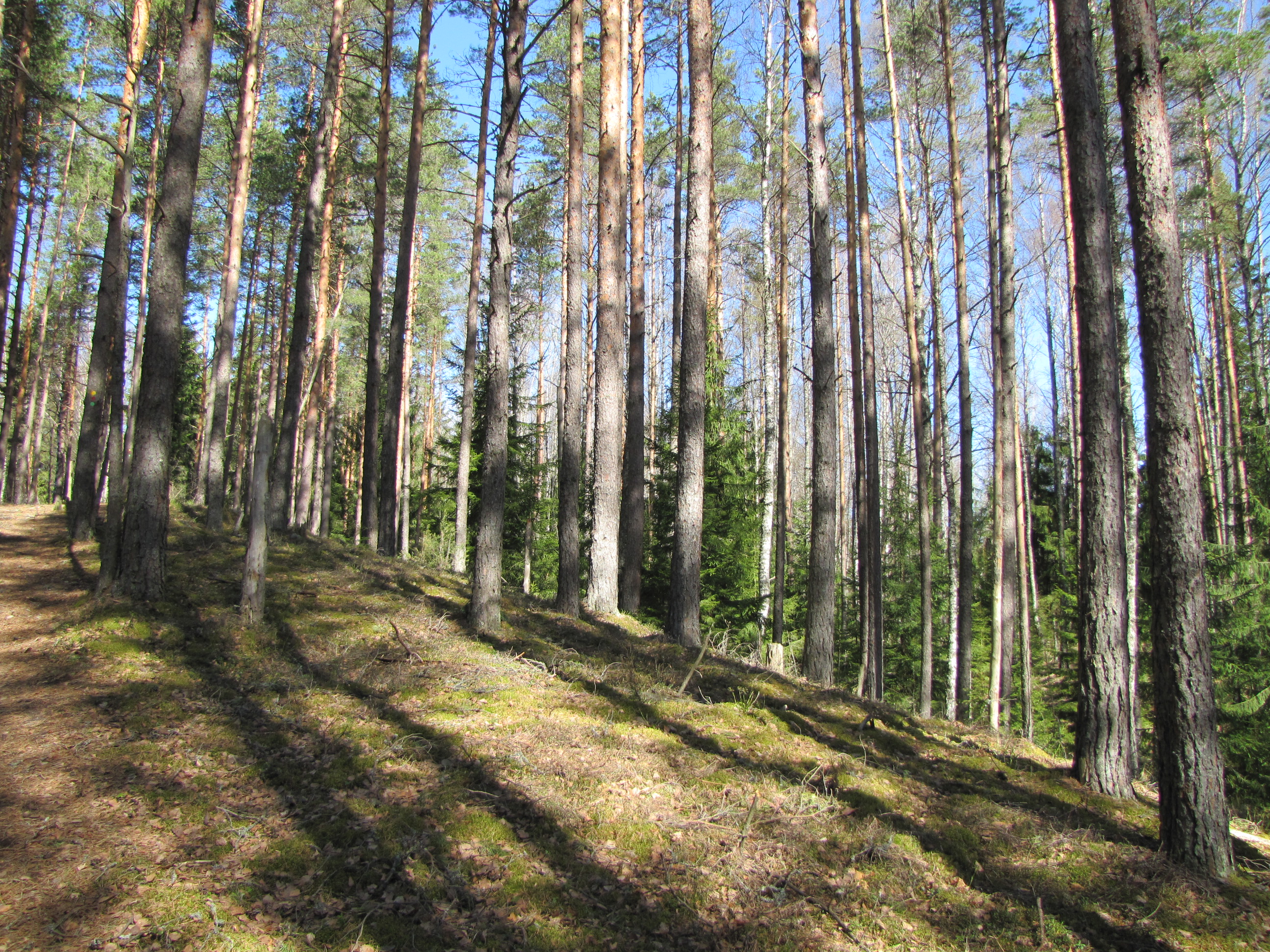 Okasmetsad oosidel