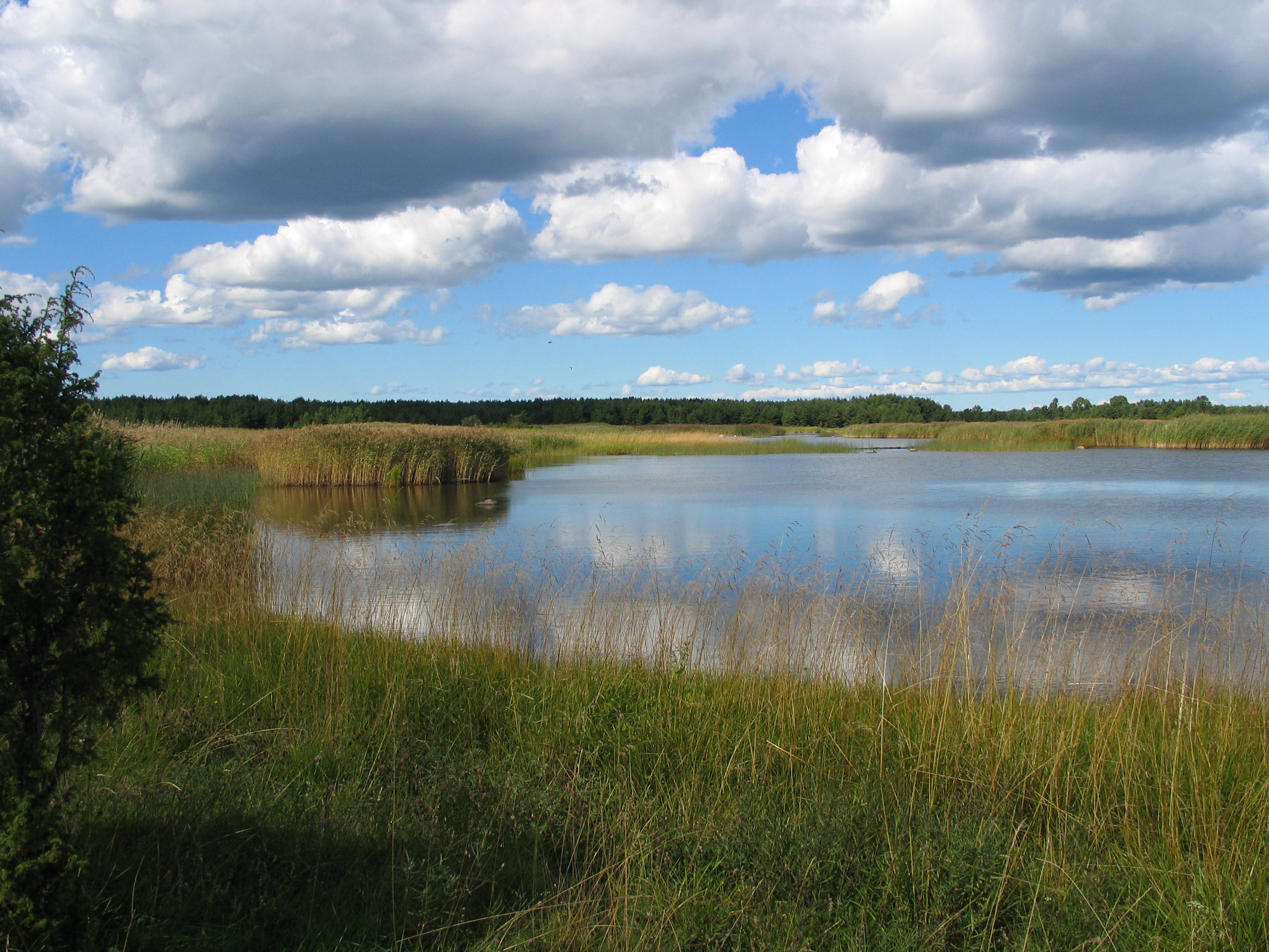 Rannikulõukad