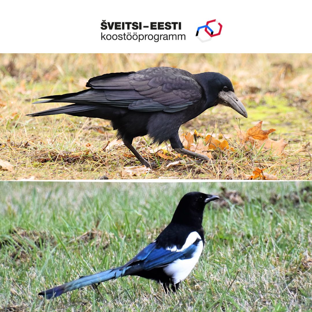 Künnivares ja harakas