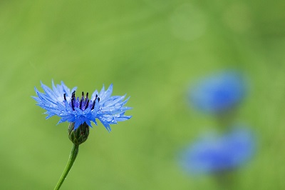 Cornflower. By: Karl Adami