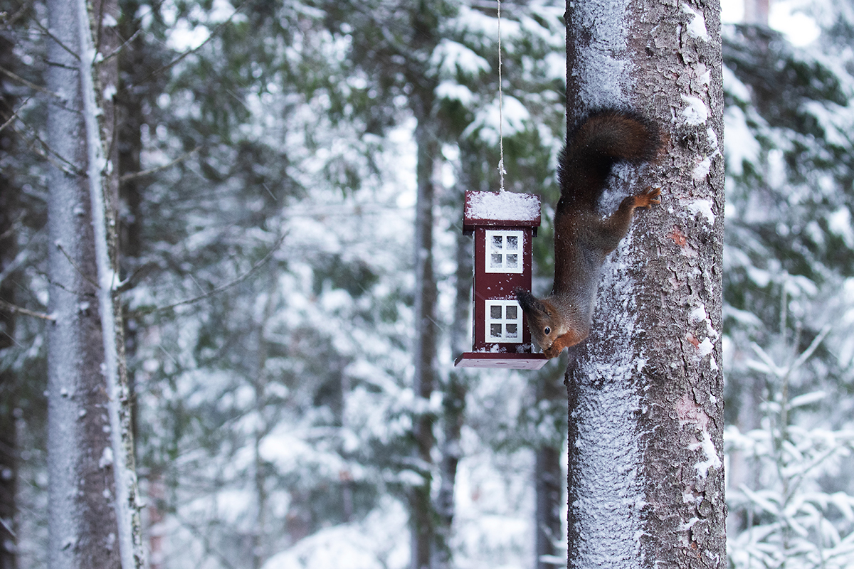 ABLAS. Orav võtab meelsasti matti ka lindude toidumajast. Autor: Karl Adami