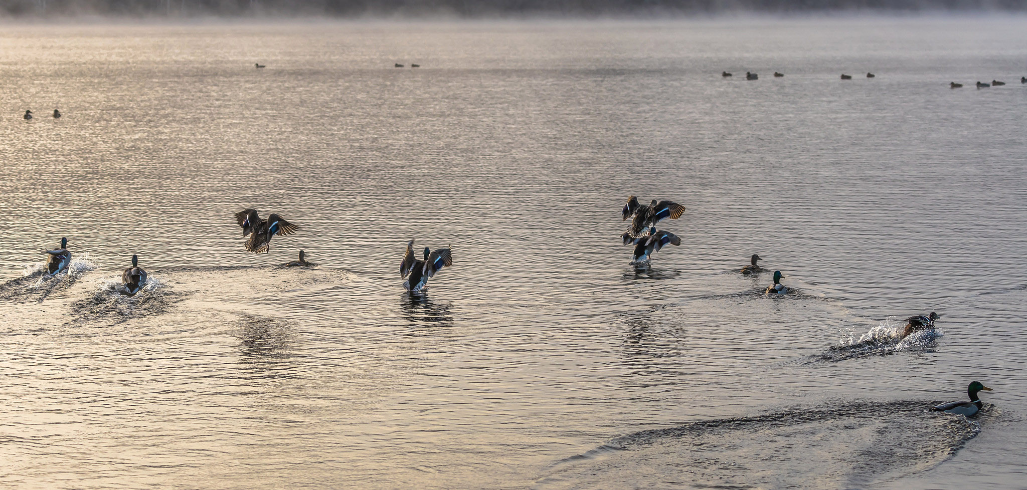 INDICATING. Among the indicators of achieving the objectives of the Estonian nature conservation development plan is also the share of species in good condition among the species mentioned in the Birds Directive. By: Igor Nael