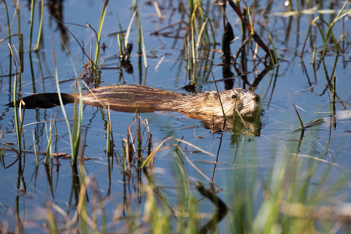 The muskrat. By: Karl Adami