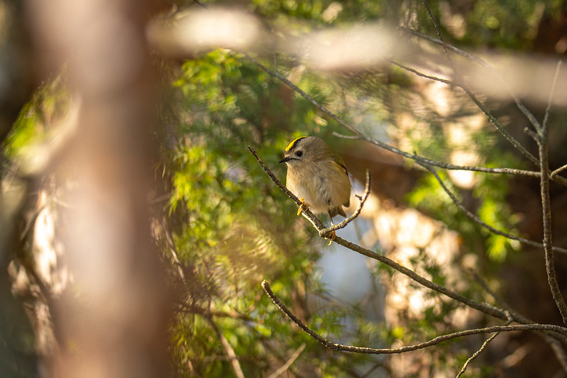 The Goldcrest is the smallest bird in Estonia. Photo: Maris Sepp