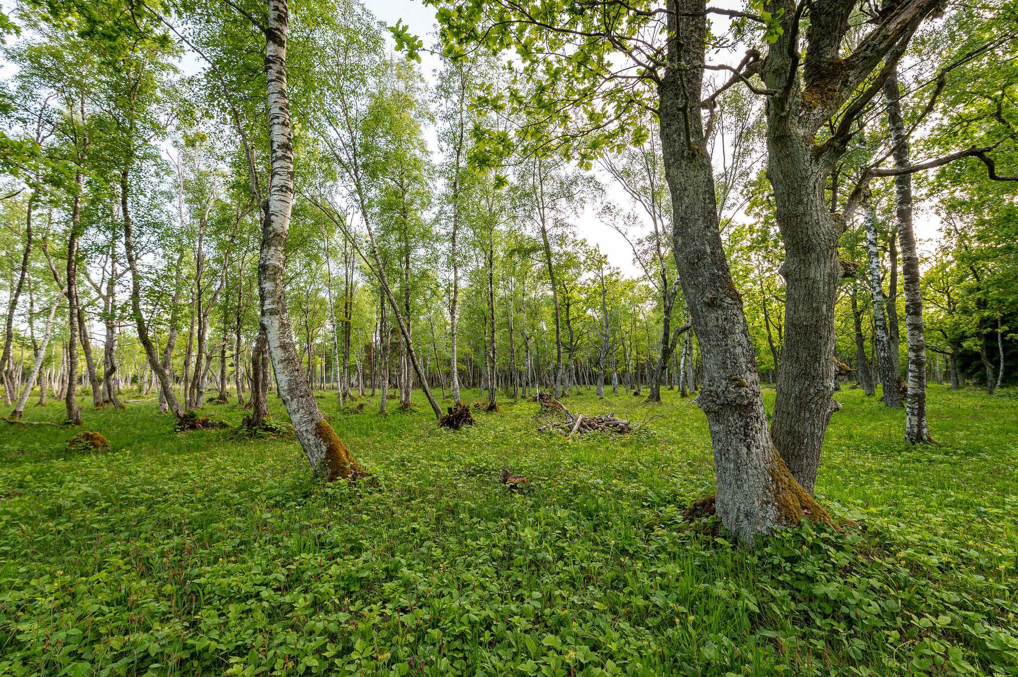 Wooded meadow in Vilsandi National Park. Photo: Maris Sepp