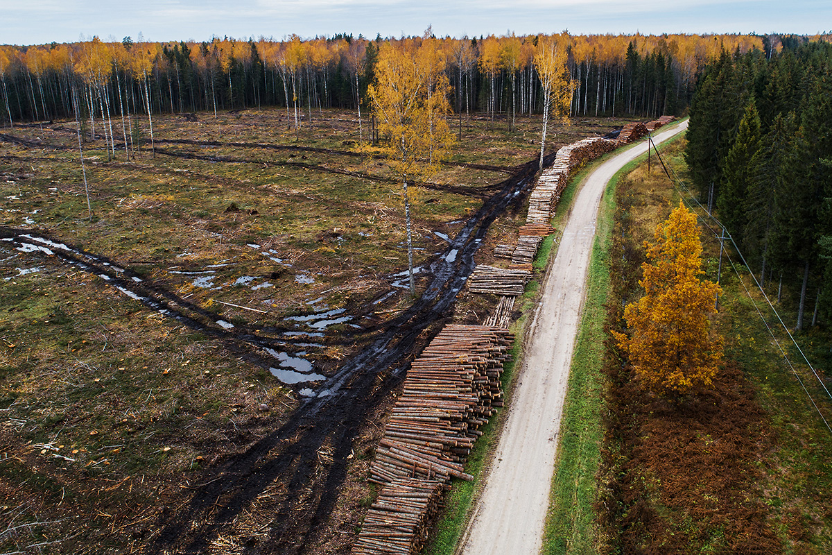 Regeneration cutting. By: Karl Adami