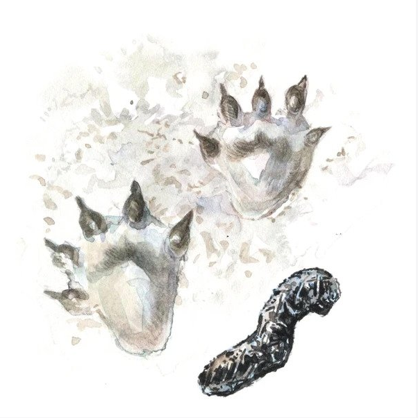 https://www.discoverwildlife.com/how-to/identify-wildlife/how-to-identify-freshwater-wildlife/