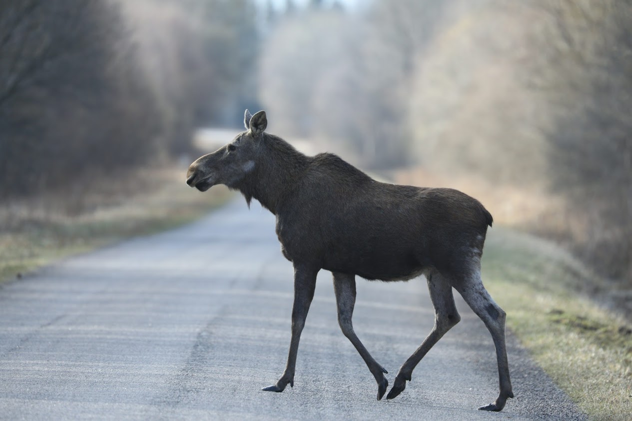 Põder