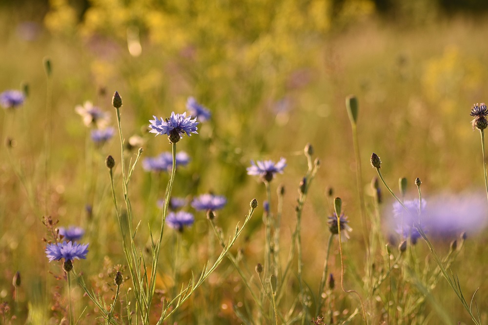 Cornflower field. By: Maris Sepp