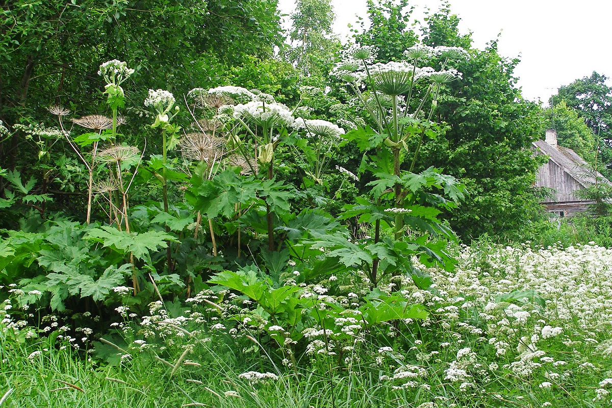 SOSNOWSKY’S HOGWEED. Photo: Eike Tammekänd