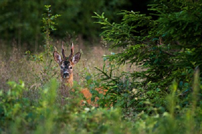 ROE DEER. Roe deer was the Estonian animal of the year 2017. By: Adami