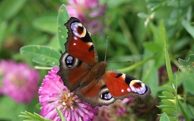 PEACOCK BUTTERFLY. The first Estonian butterfly of the year (2014). By: Kana
