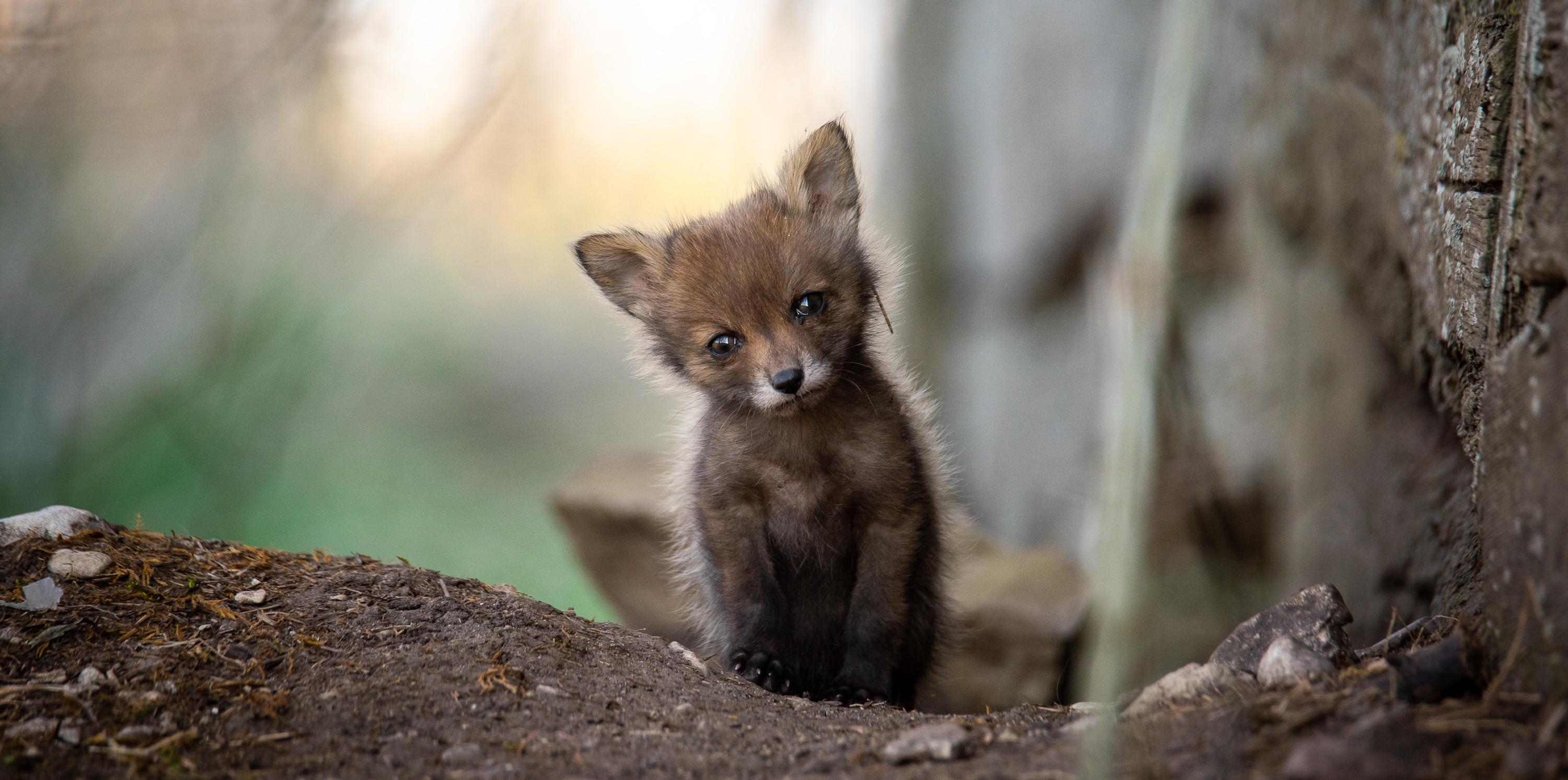 Fox. Photo: Maris Sepp