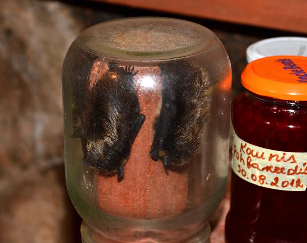 Talvituvad nahkhiired keldris